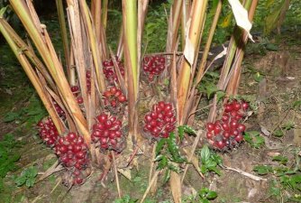 水果名字叫草什么的