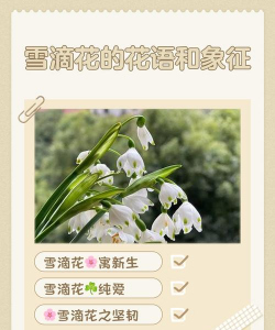 下雪才开的花叫什么名字