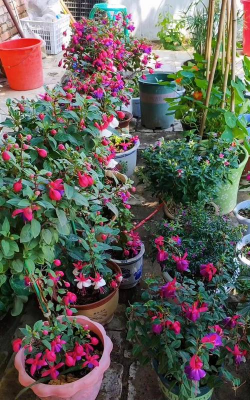 家庭养花用生根粉