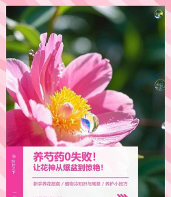 家庭养花用生根粉