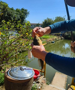 家庭养花用生根粉