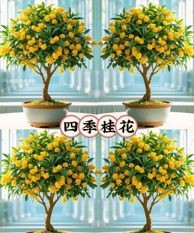 四季桂花土壤怎么配