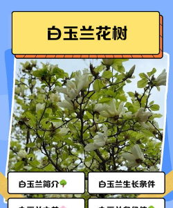 木兰花的树叫什么名字
