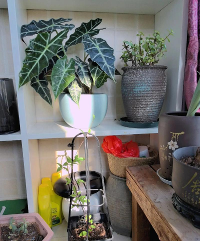 家庭养花用生根粉