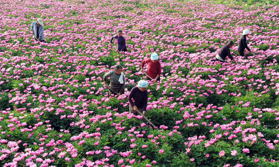 家庭养花用生根粉