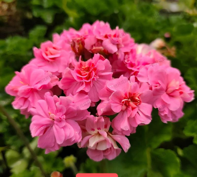 天竺葵金盏花属于什么类