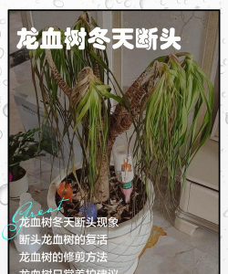 盆景的树枝断了怎么办