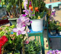 家庭养花用生根粉