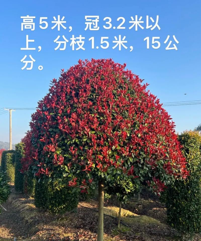 红叶石楠什么形状好看