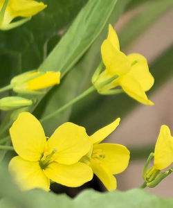 黄心菜的花是什么样子