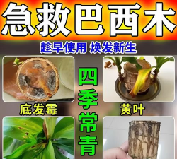 家庭养花用生根粉