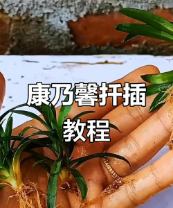 家庭养花用生根粉