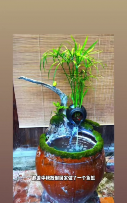 家庭养花用生根粉