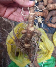 家庭养花用生根粉