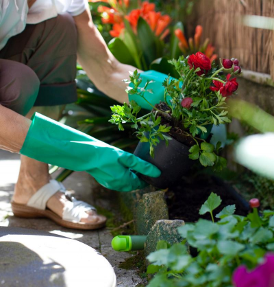 家庭养花用生根粉