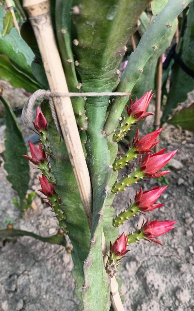 家庭养花用生根粉