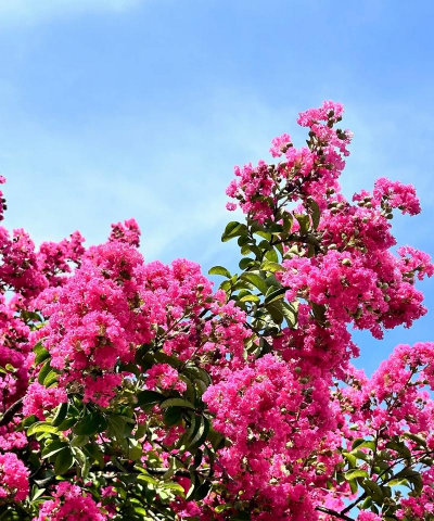 紫薇四川红开什么颜色的花