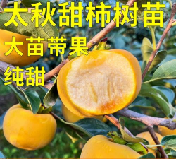 日本甜柿苗木的栽培技术