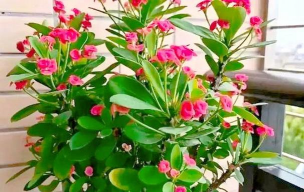 家庭养花用生根粉