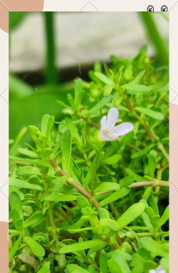 家庭养花用生根粉