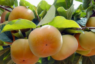 日本甜柿苗木的抚育管理