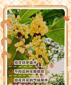 桂花在八月什么时候开