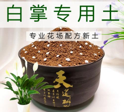 给白掌换盆需要什么土