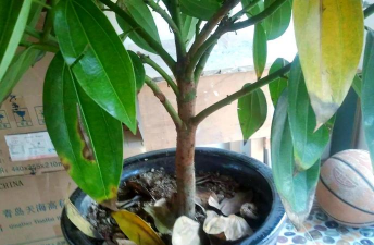 家庭养花用生根粉