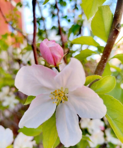 西府海棠什么科