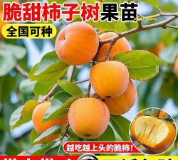 日本甜柿苗木的果实加工方法