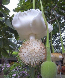 猴面包树的花长什么样