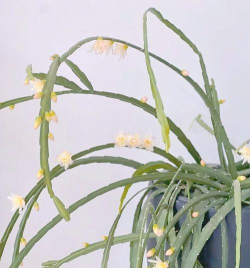 玻利维亚养花技巧