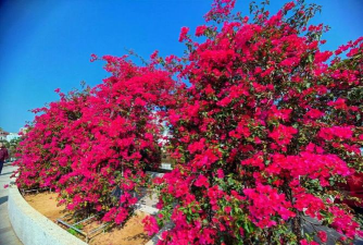 广西北海市适合什么花