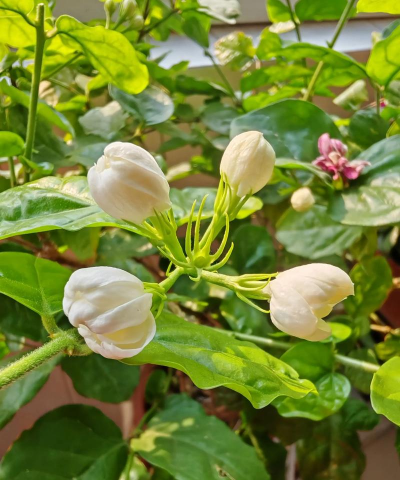 家庭养花用生根粉