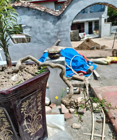 家庭养花用生根粉