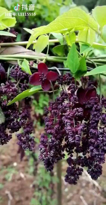 八月瓜的花长什么样