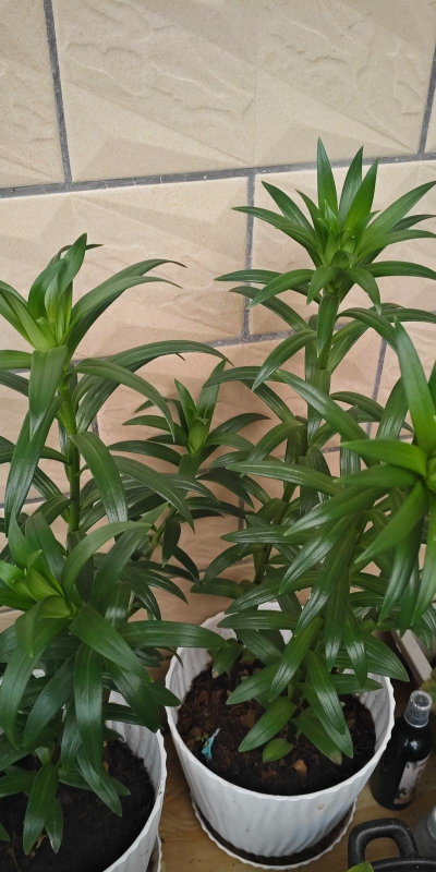 叶子很细百合是什么百合