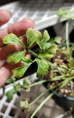 花毛茛花干了怎么办