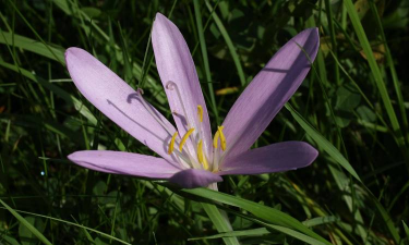 秋水仙碱的花是什么样的