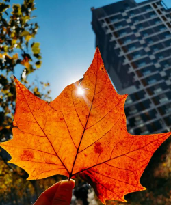 法国梧桐叶是什么样子的