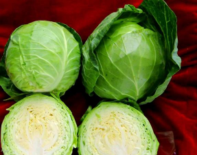 九月份种甘蓝什么品种好