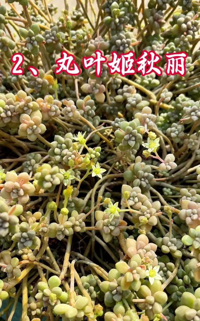 怎么控养丸叶桃蛋