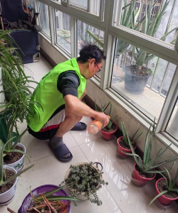 家庭养花用生根粉