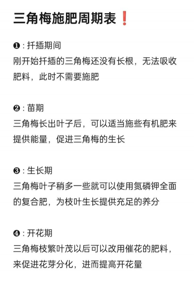 三角梅什么时候不能施肥