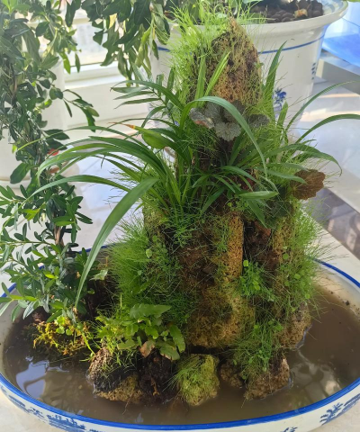 家庭养花用生根粉