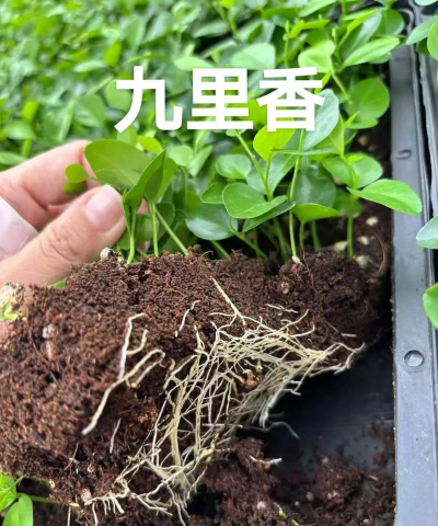 家庭养花用生根粉