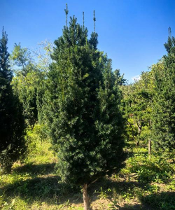 红豆杉一般生在什么地方