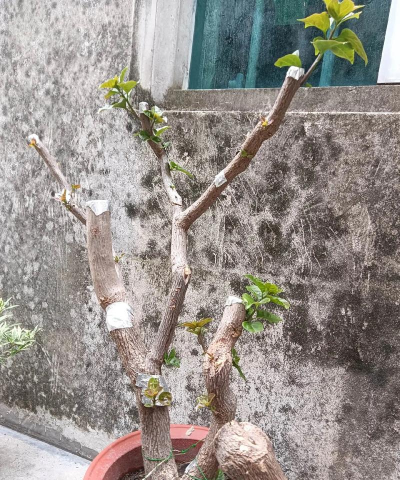 三角梅嫁接用砧木是什么