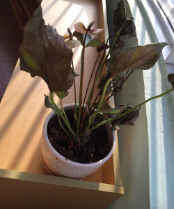 家庭养花用生根粉