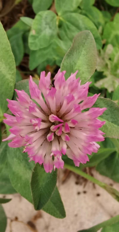 红三叶草又叫什么草